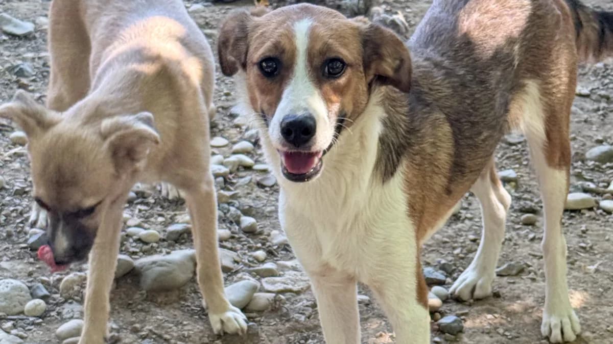 Antonia, female puppy Mixed Breed for adoption at Stray Dogs Bosnien e.V., Schwabach