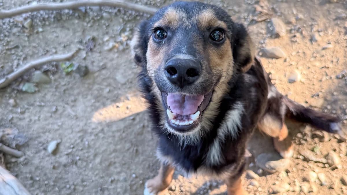 Aris, male puppy Mixed Breed for adoption at Stray Dogs Bosnien e.V., Schwabach