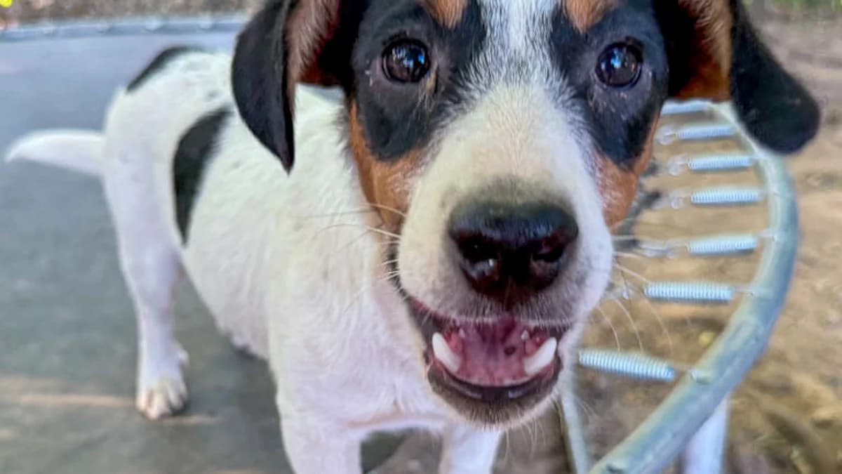 Bevan, male puppy Mixed Breed for adoption at Stray Dogs Bosnien e.V., Schwabach