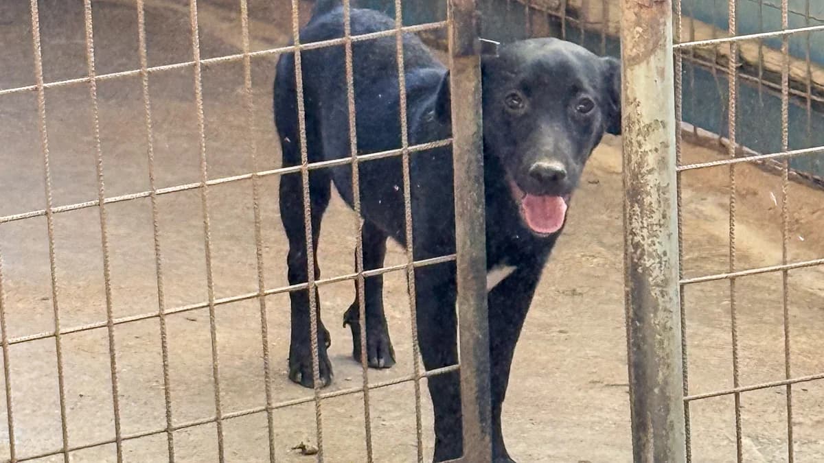 Grady, male puppy Mixed Breed for adoption at Stray Dogs Bosnien e.V., Schwabach