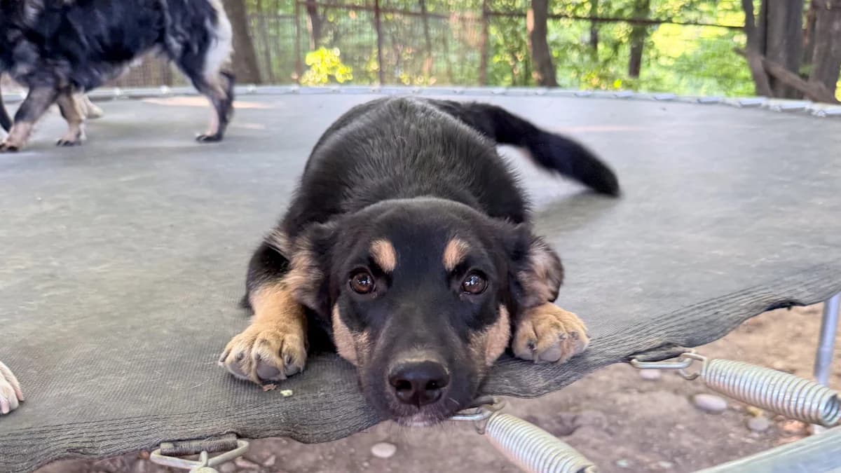 Kane, male puppy Mixed Breed for adoption at Stray Dogs Bosnien e.V., Schwabach