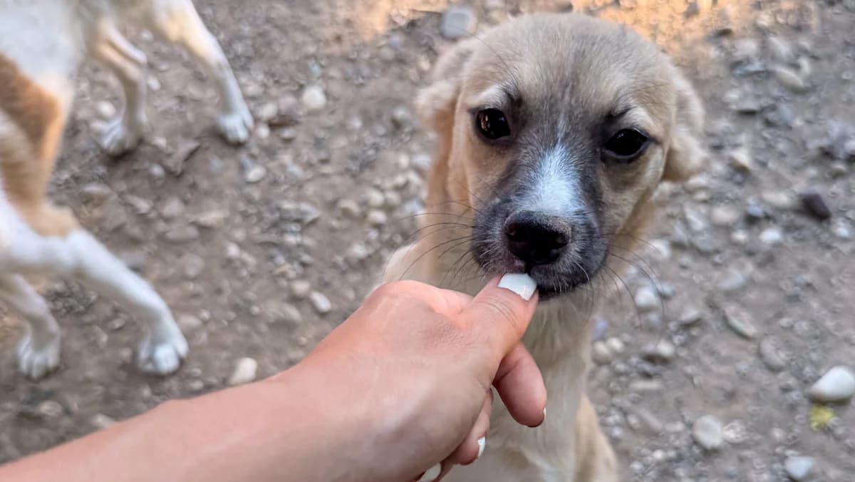 Shona, female puppy Mixed Breed for adoption at Stray Dogs Bosnien e.V., Schwabach