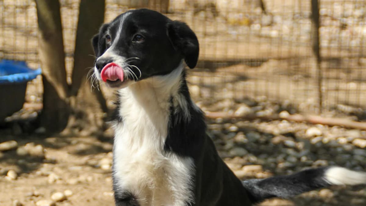 Eni, female puppy Mixed Breed for adoption at Stray Dogs Bosnien e.V., Schwabach