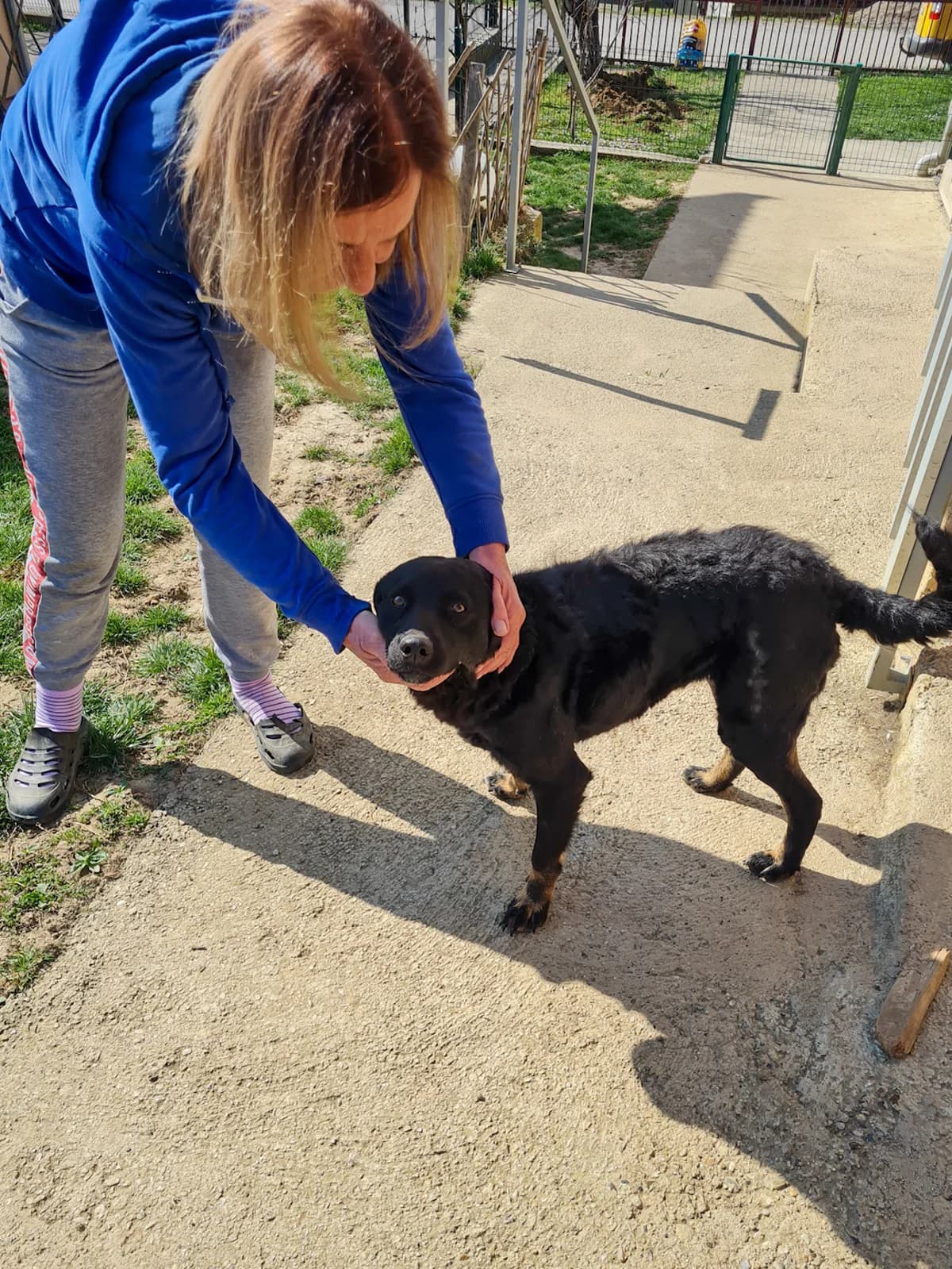 Nami, female young Mixed Breed for adoption at Stray Dogs Bosnien e.V., Schwabach