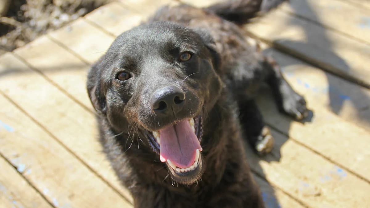 Ninoo, female puppy Mixed Breed for adoption at Stray Dogs Bosnien e.V., Schwabach