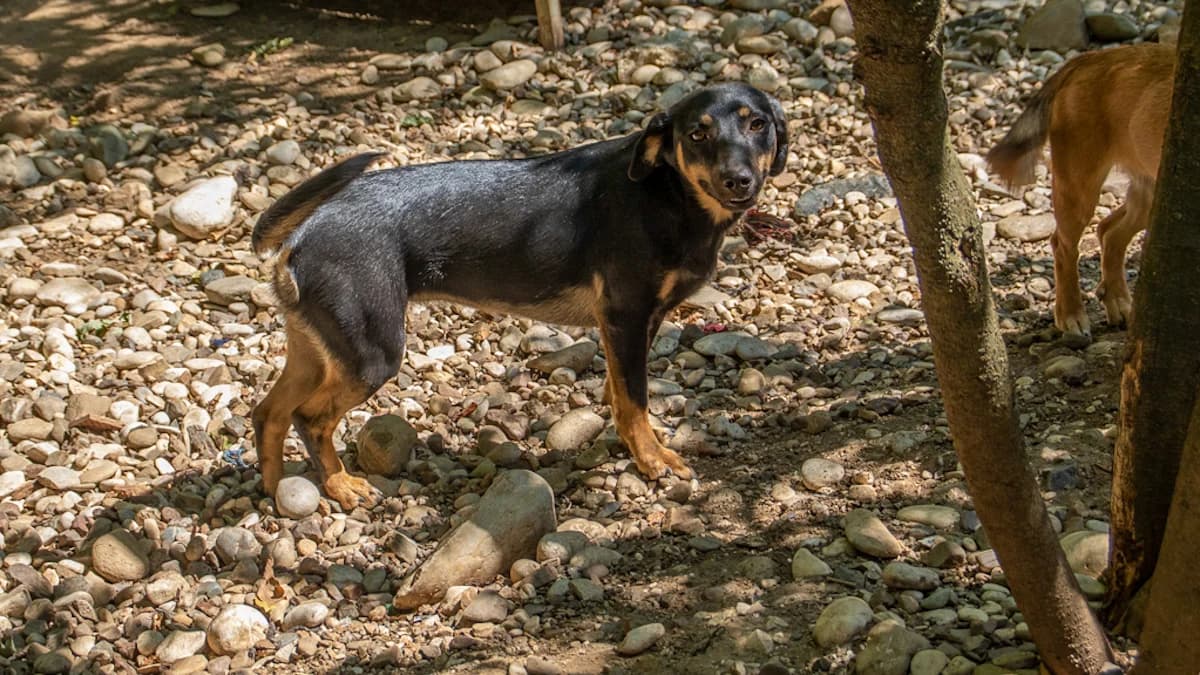 Smilla, female young Mixed Breed for adoption at Stray Dogs Bosnien e.V., Schwabach