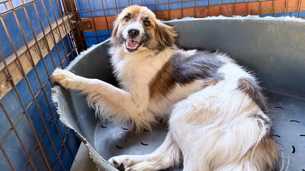Wilhelm, male young Mixed Breed for adoption at Stray Dogs Bosnien e.V., Schwabach