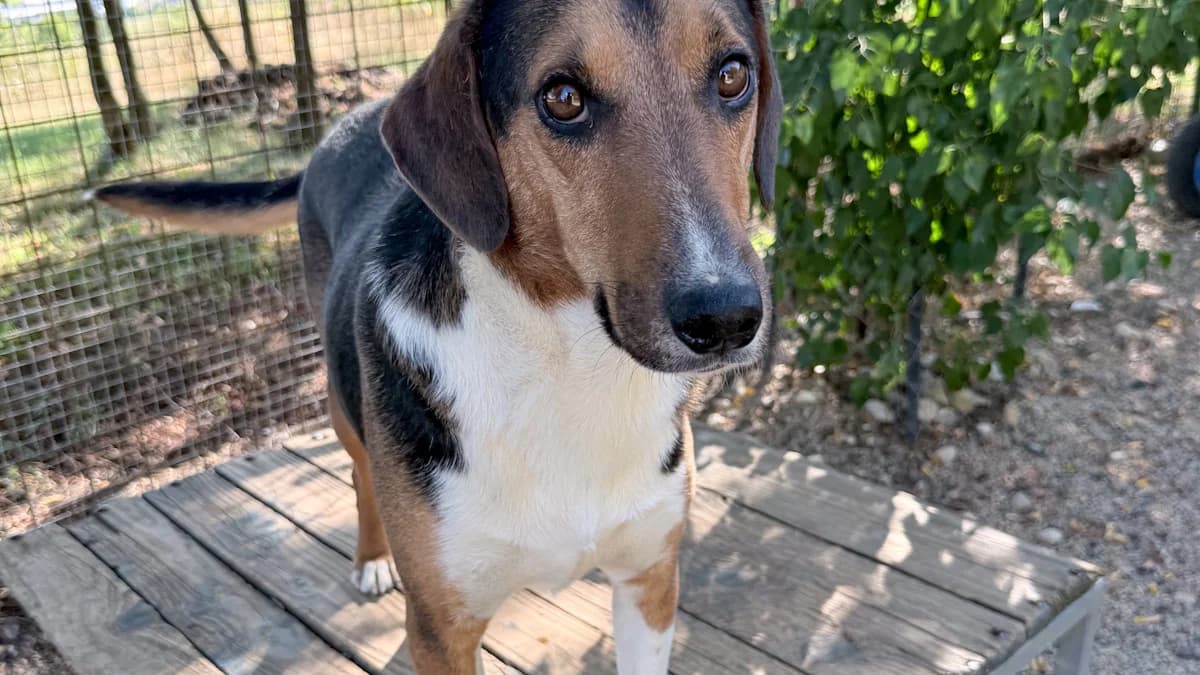 Zlaja, male 4yo Mixed Breed for adoption at Stray Dogs Bosnien e.V., Schwabach