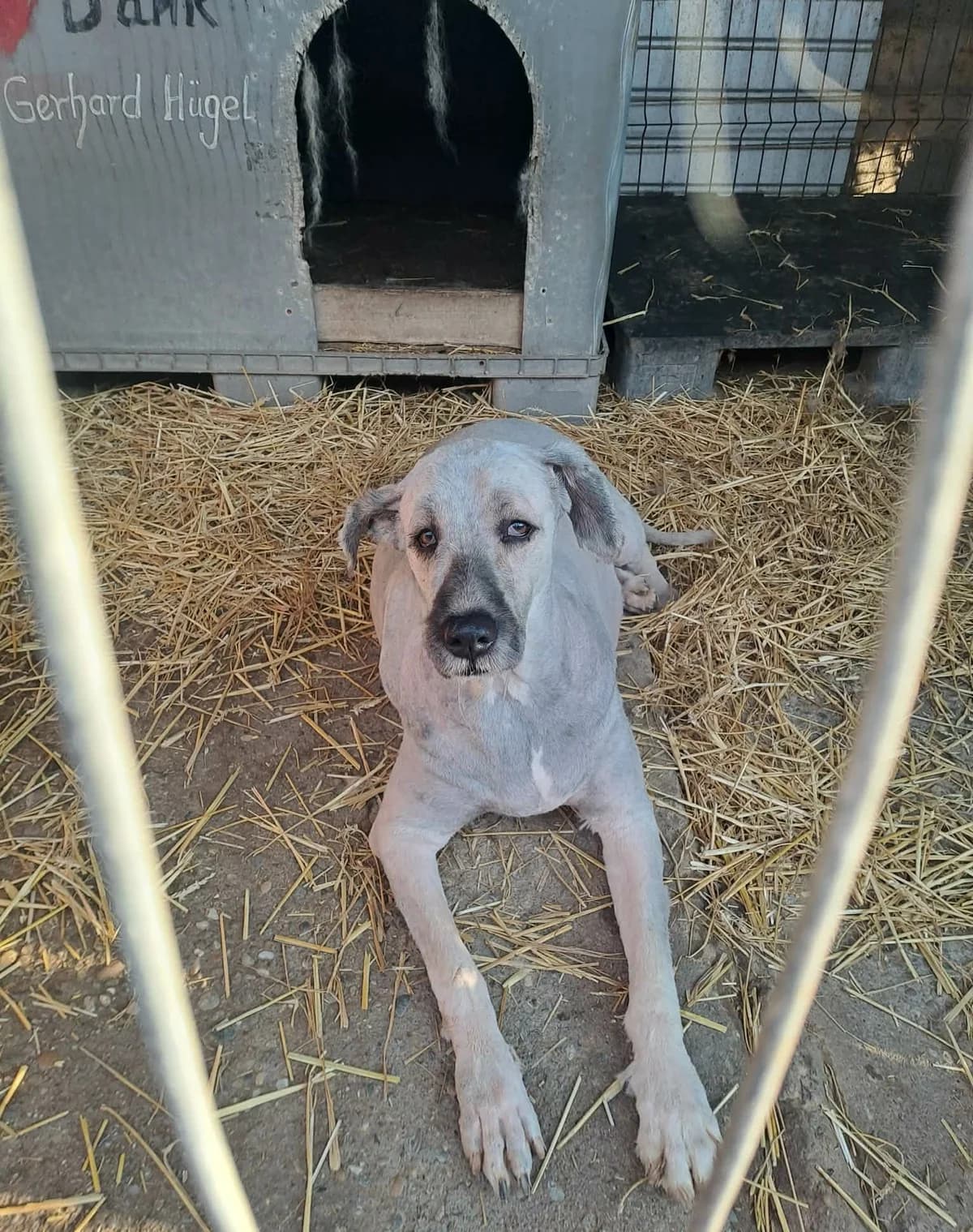 Fergie *2018, senior Mixed Breed for adoption at Strays United e.V.