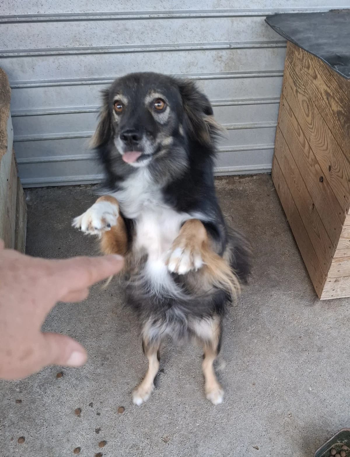 Max 1 * ca. 04/2023, 3yo Mixed Breed for adoption at Strays United e.V.