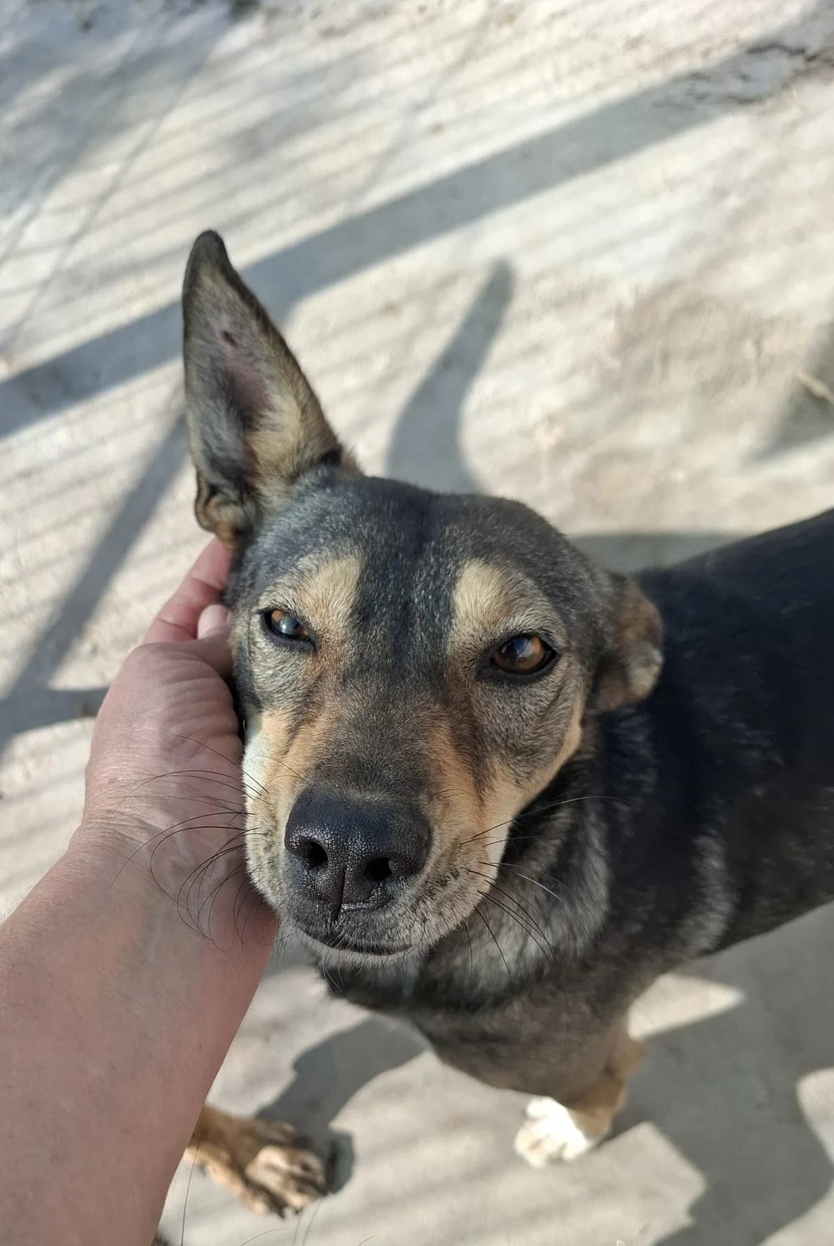 Tiffany *ca. 2021, 5yo Mixed Breed for adoption at Strays United e.V.