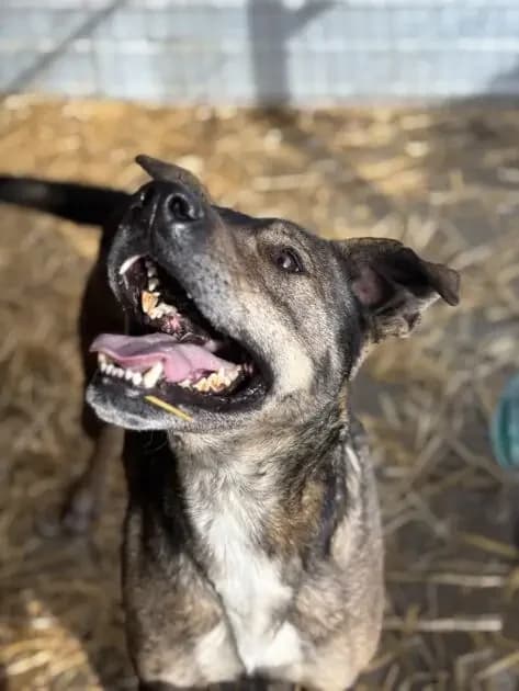 Jack *ca. 2021, 5yo Mixed Breed for adoption at Strays United e.V.