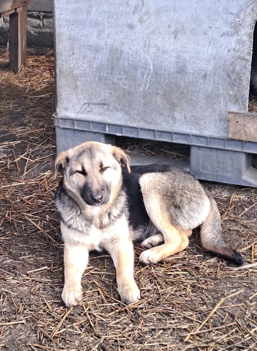 Lia *ca. 07/2023, 3yo Mixed Breed for adoption at Strays United e.V.
