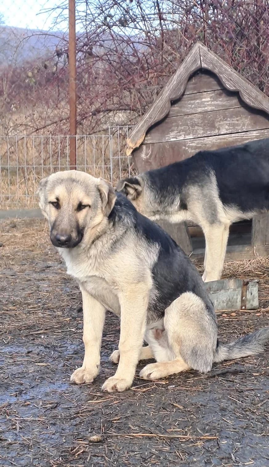 Talon *ca. 07/2023, 3yo Mixed Breed for adoption at Strays United e.V.