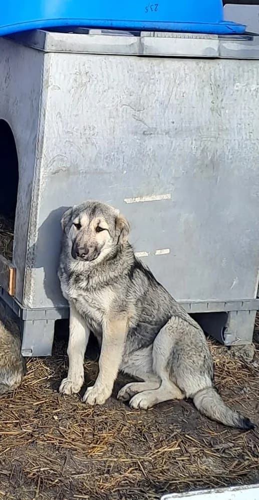Lilly *ca. 07/2023, 3yo Mixed Breed for adoption at Strays United e.V.