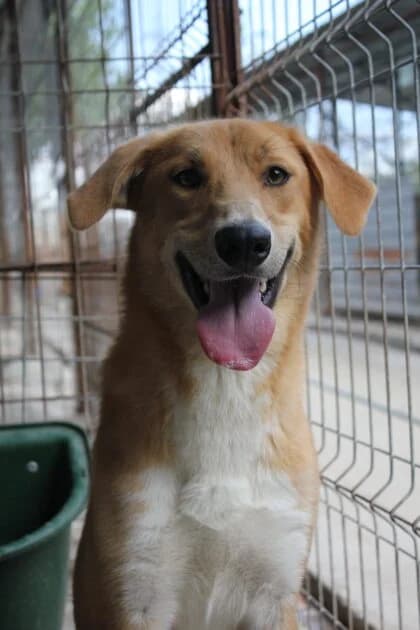 Eiro *ca. 09/2023, 3yo Mixed Breed for adoption at Strays United e.V.