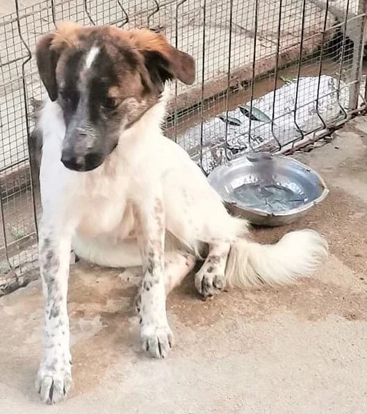 Hope *ca. 11/2021, 5yo Mixed Breed for adoption at Strays United e.V.