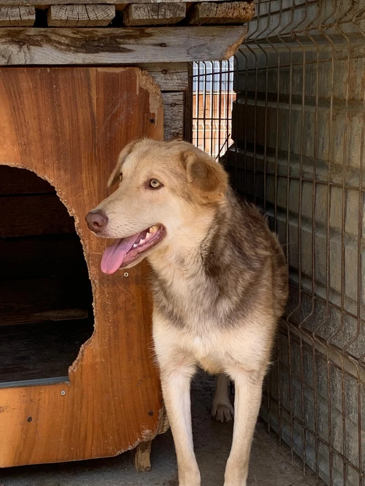Skadi *ca. 05/2023, 3yo Mixed Breed for adoption at Strays United e.V.