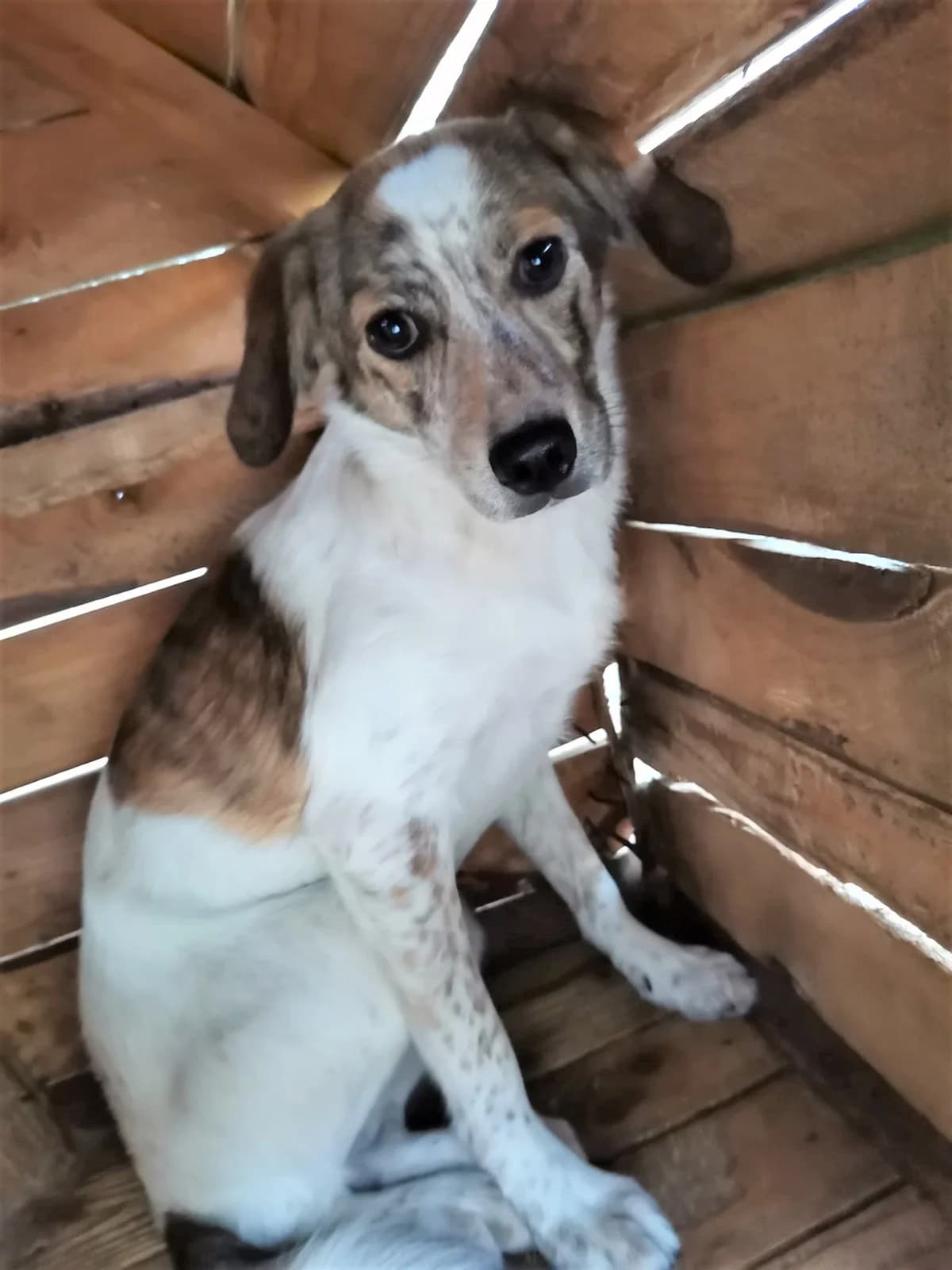 Santi *11/2021, 5yo Mixed Breed for adoption at Strays United e.V.