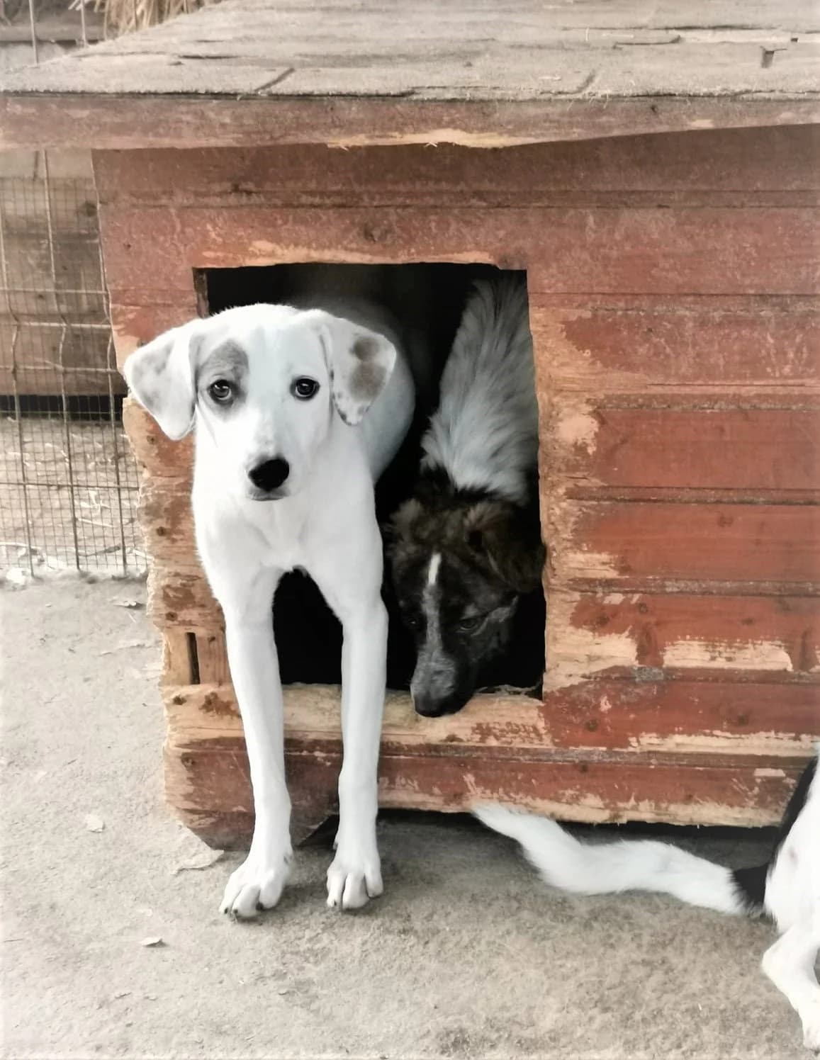 Saja *11/2021, 5yo Mixed Breed for adoption at Strays United e.V.