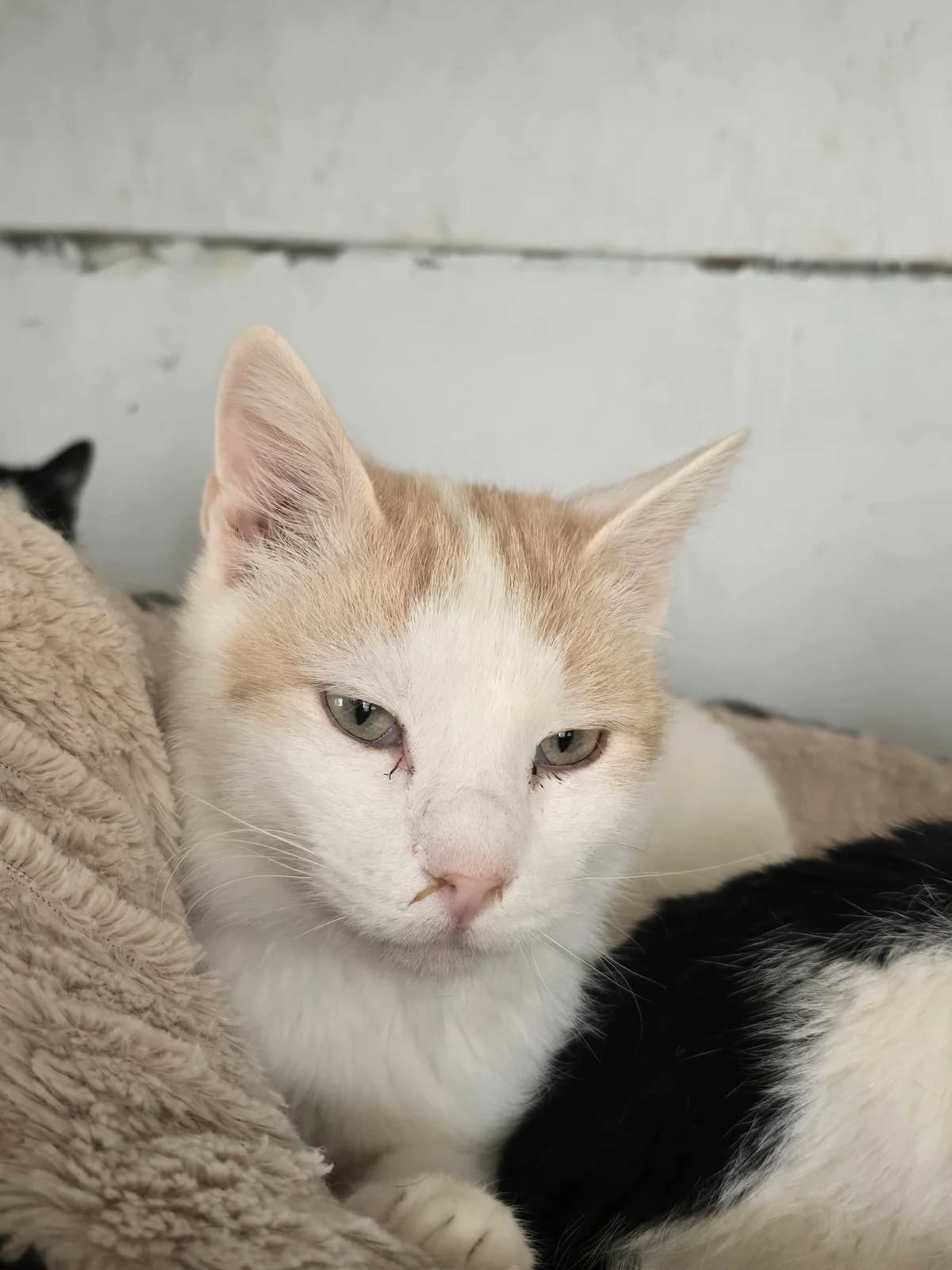 Jack *2019, 7yo Mixed Breed for adoption at Strays United e.V.