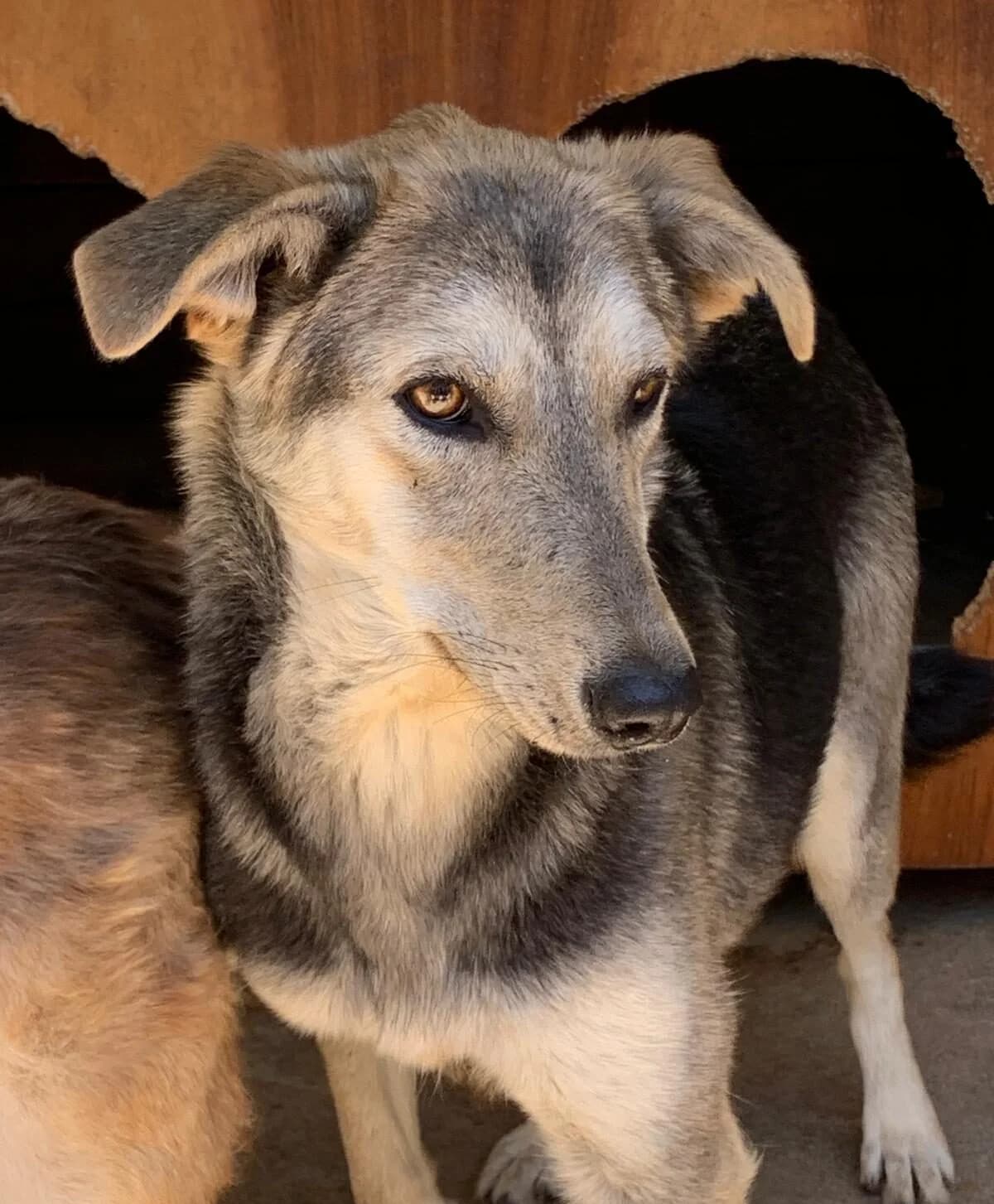 Felicitas *ca.05/2023, 3yo Mixed Breed for adoption at Strays United e.V.