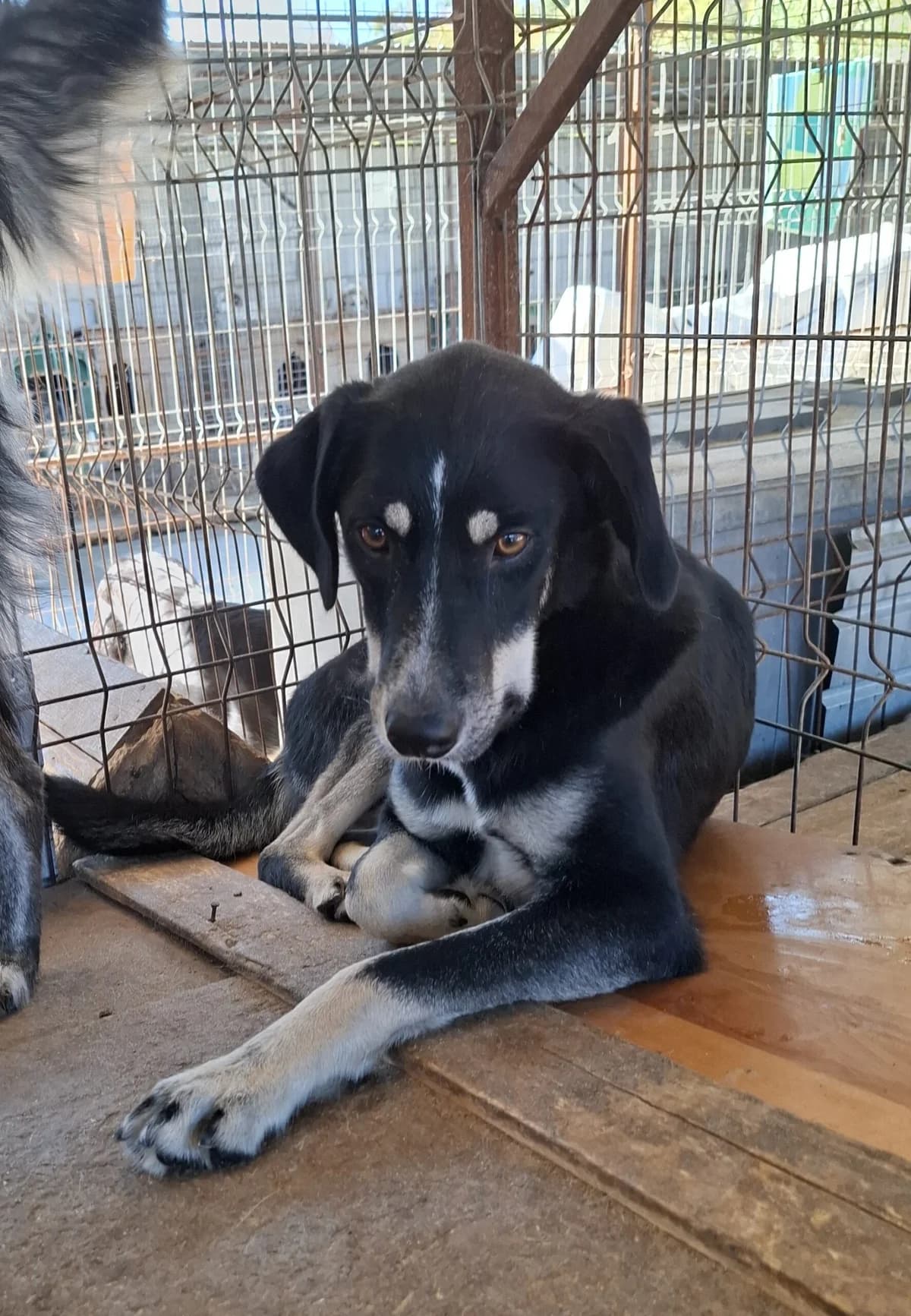 Jacky *ca. 1/24, young Mixed Breed for adoption at Strays United e.V.