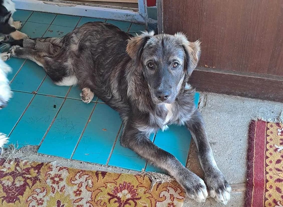 Ricksby *ca. 04/2024, young Mixed Breed for adoption at Strays United e.V.