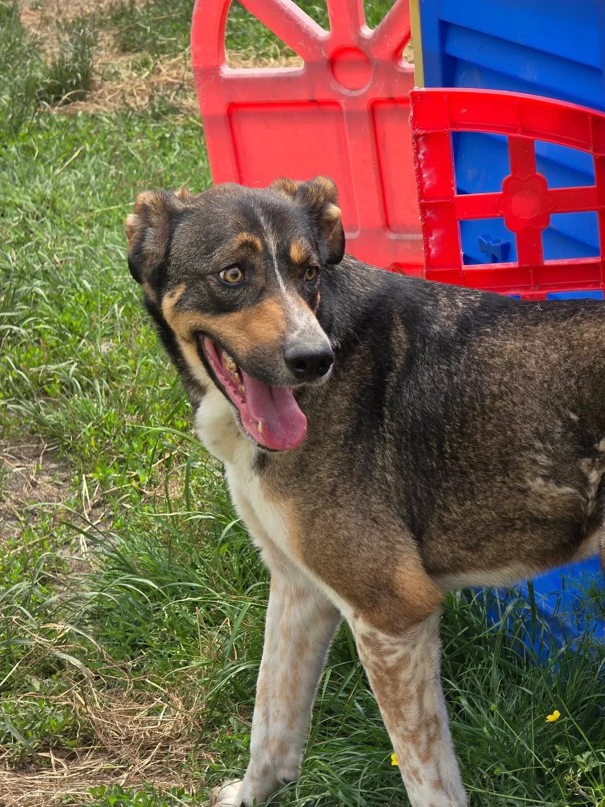 Rex *ca. 2020, 6yo Mixed Breed for adoption at Strays United e.V.