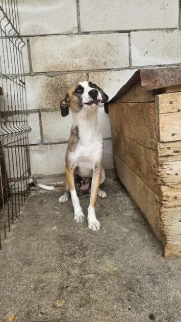 Luna2 * ca. 10/2024, young Mixed Breed for adoption at Strays United e.V.