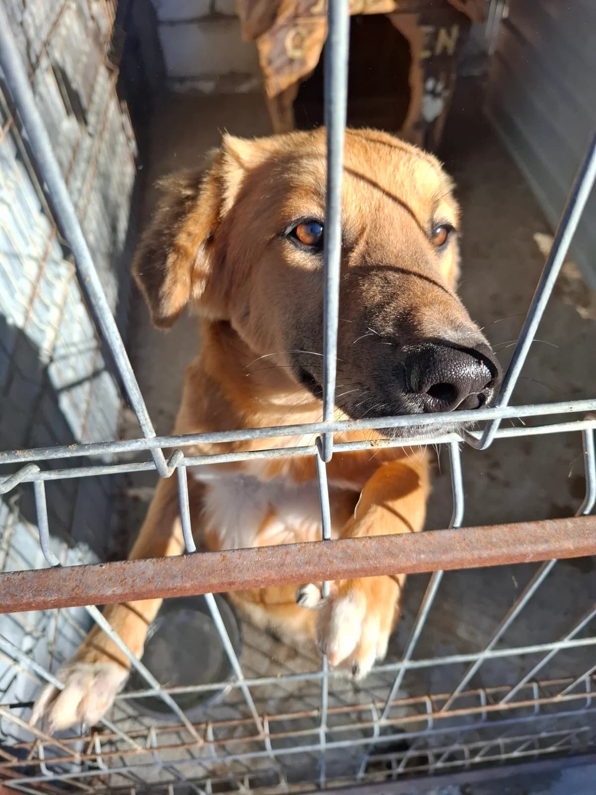 Toffifee *11/2024, young Mixed Breed for adoption at Strays United e.V.
