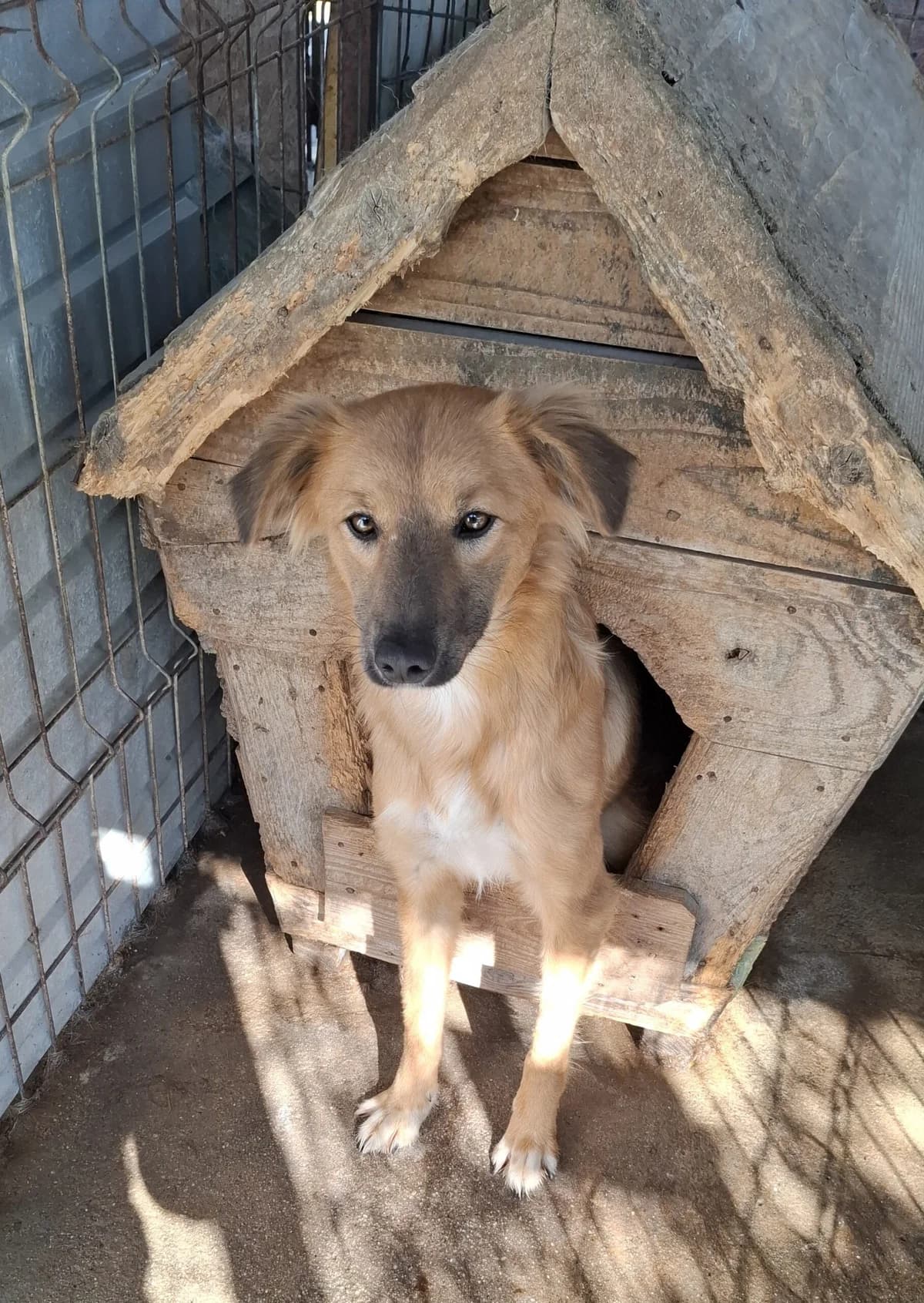 Nilly *ca. 11/2024, young Mixed Breed for adoption at Strays United e.V.