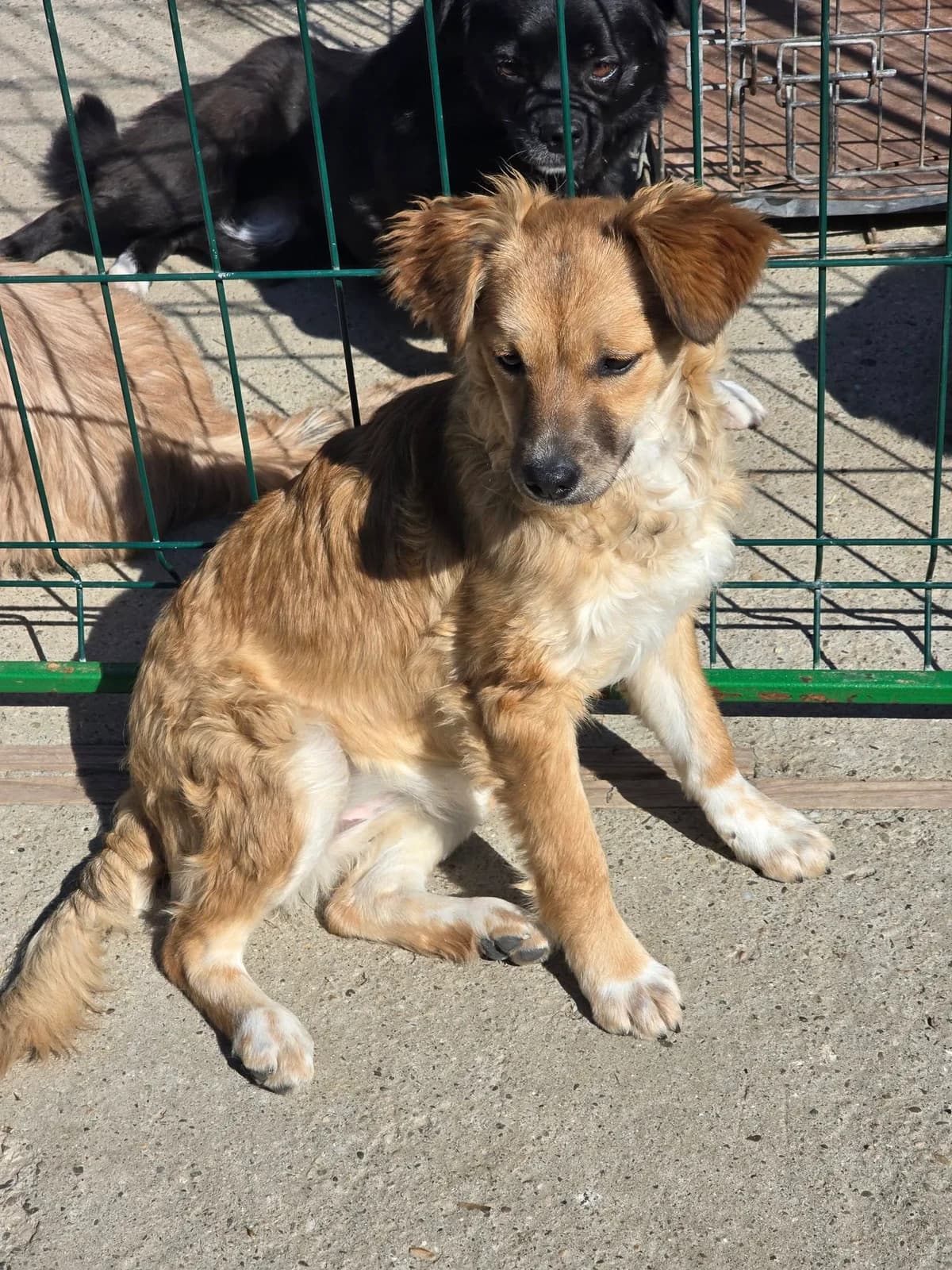 Bonnie *ca. 11/24, young Mixed Breed for adoption at Strays United e.V.