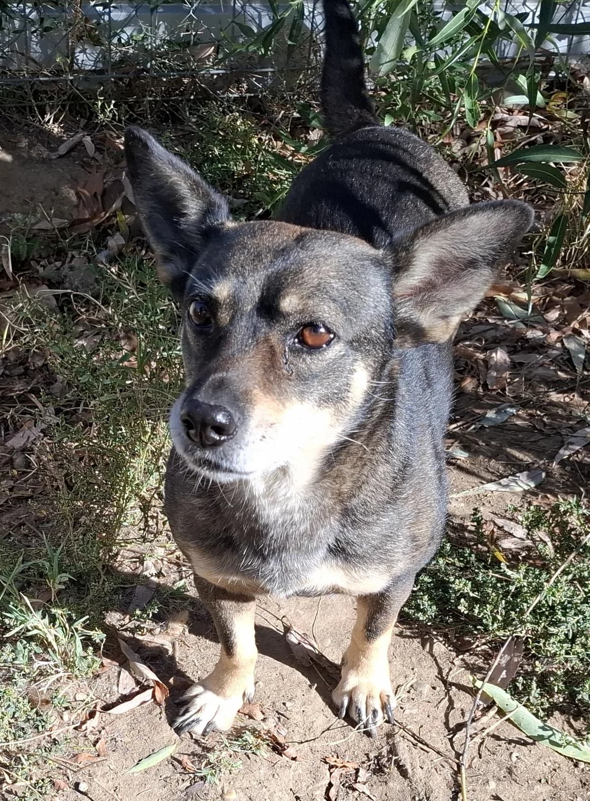 Romy *ca. 2011, senior Mixed Breed for adoption at Strays United e.V.