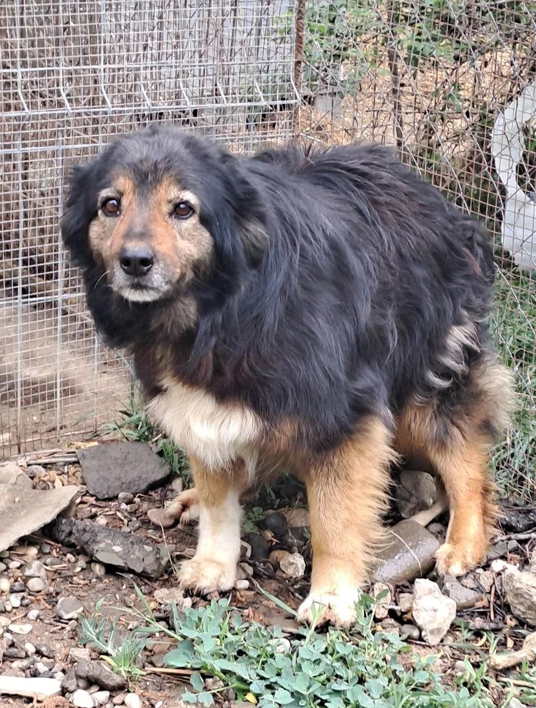 Lou 1 *ca. 2016, senior Mixed Breed for adoption at Strays United e.V.