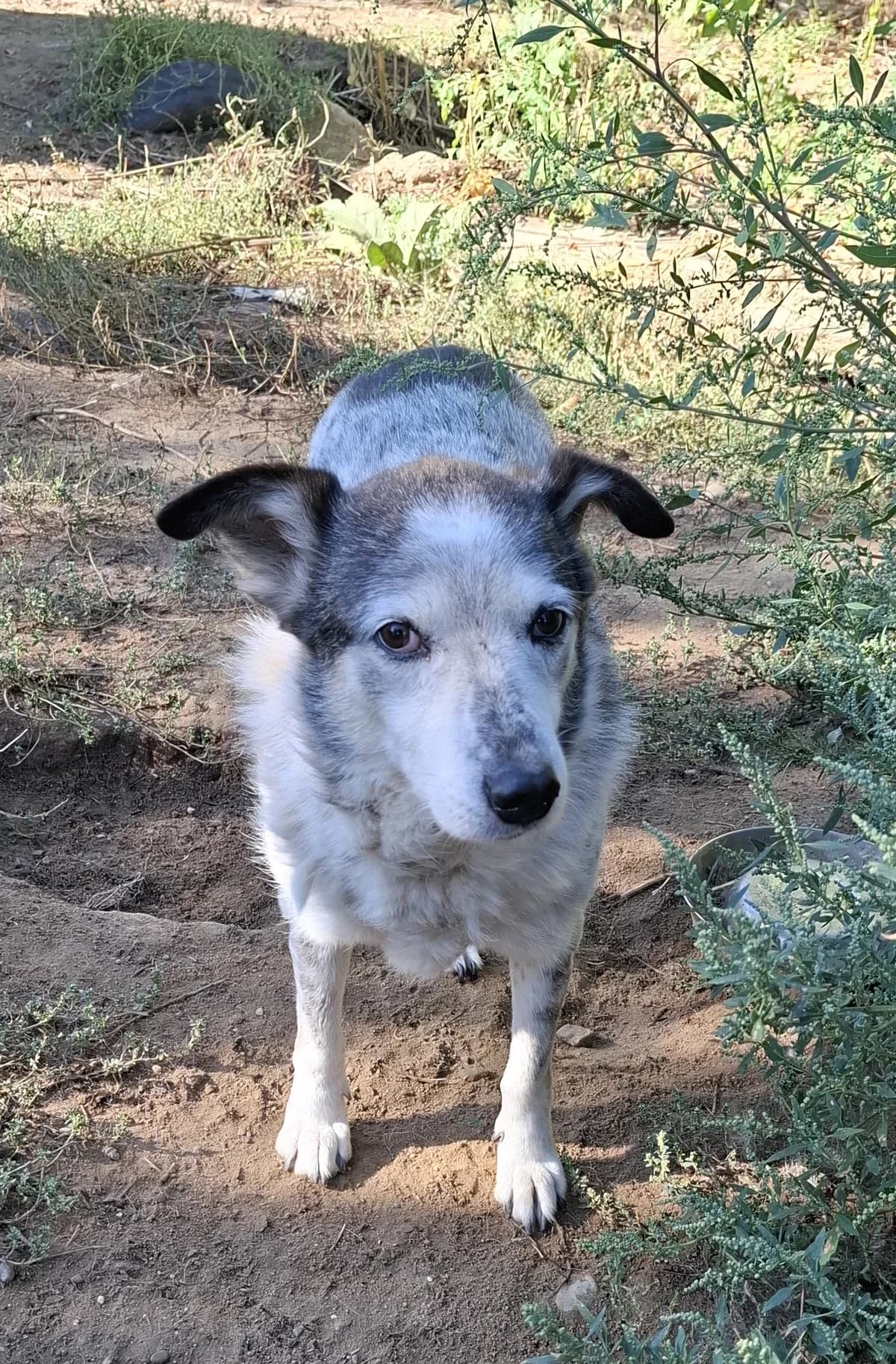 Peggie *ca. 2016, senior Mixed Breed for adoption at Strays United e.V.
