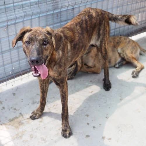 Ayden *ca. 12/2024, young Mixed Breed for adoption at Strays United e.V.