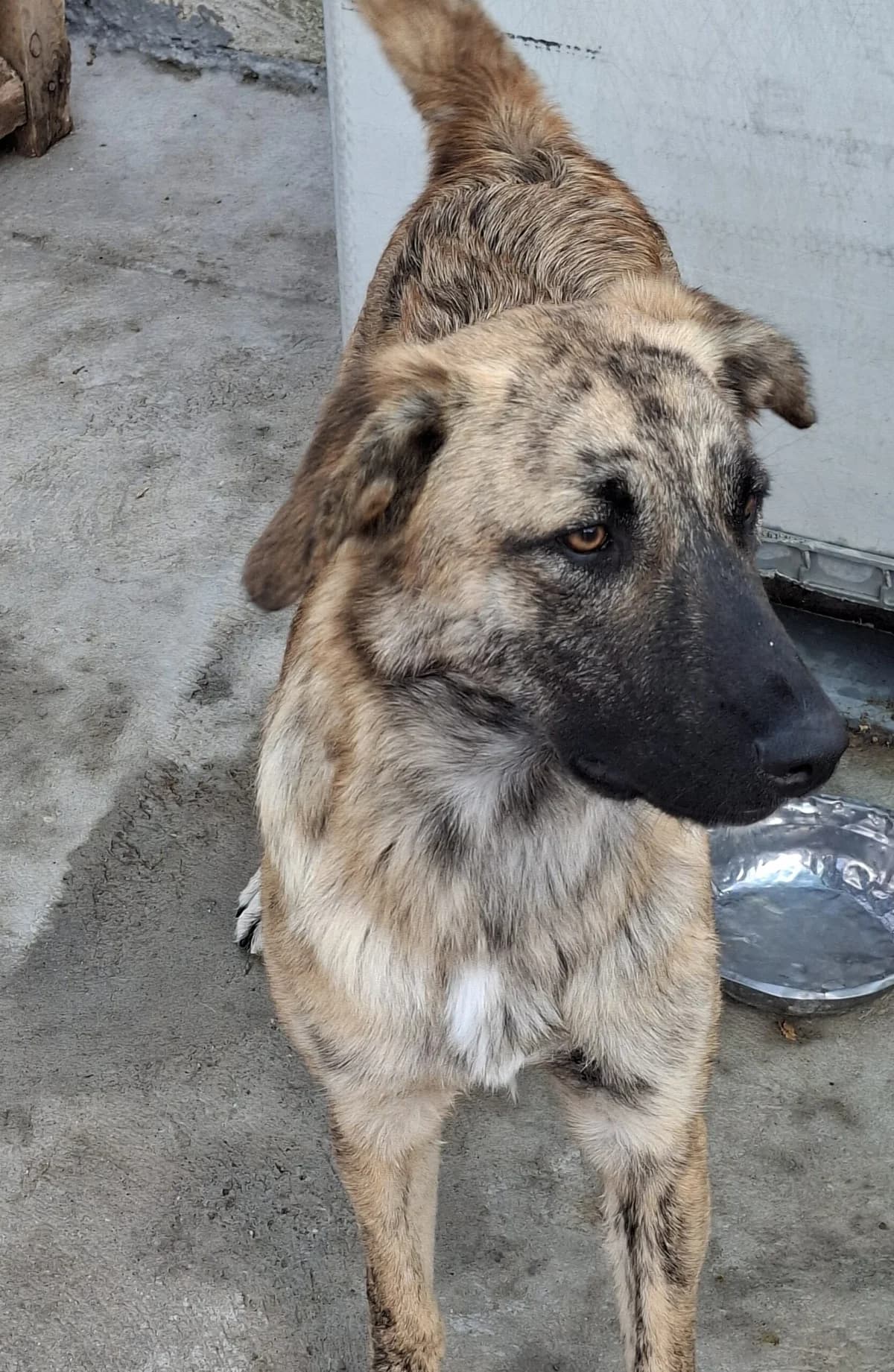 Amira *ca. 12/2024, young Mixed Breed for adoption at Strays United e.V.