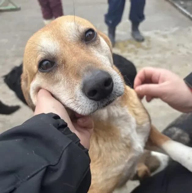 Cleo *ca. 2020/2021, 5yo Mixed Breed for adoption at Strays United e.V.