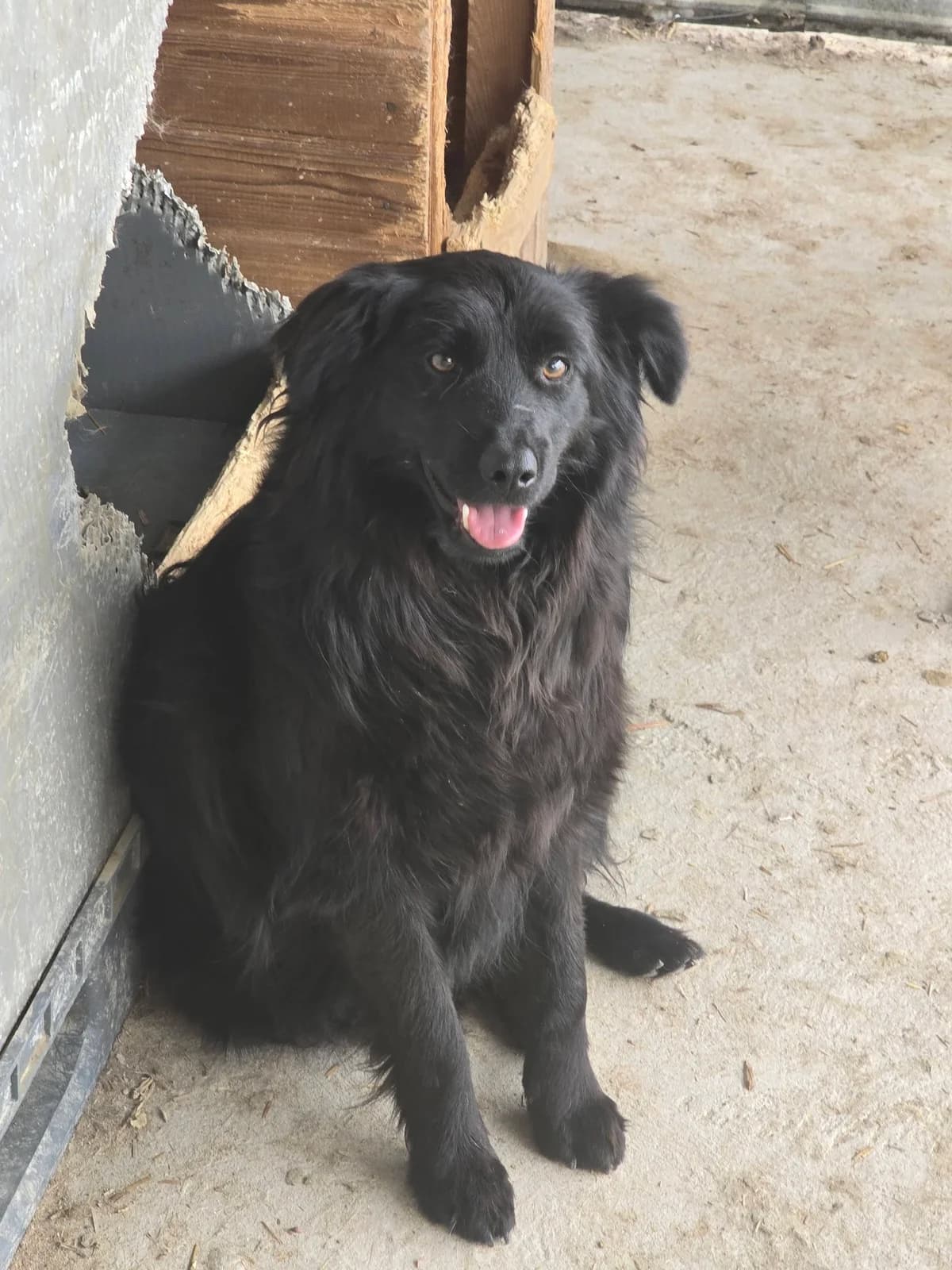 Maja *ca. 09/2024, young Mixed Breed for adoption at Strays United e.V.
