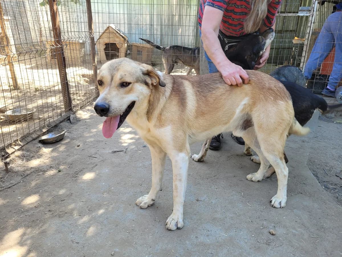 Lupo *ca. 12/2022, 4yo Mixed Breed for adoption at Strays United e.V.