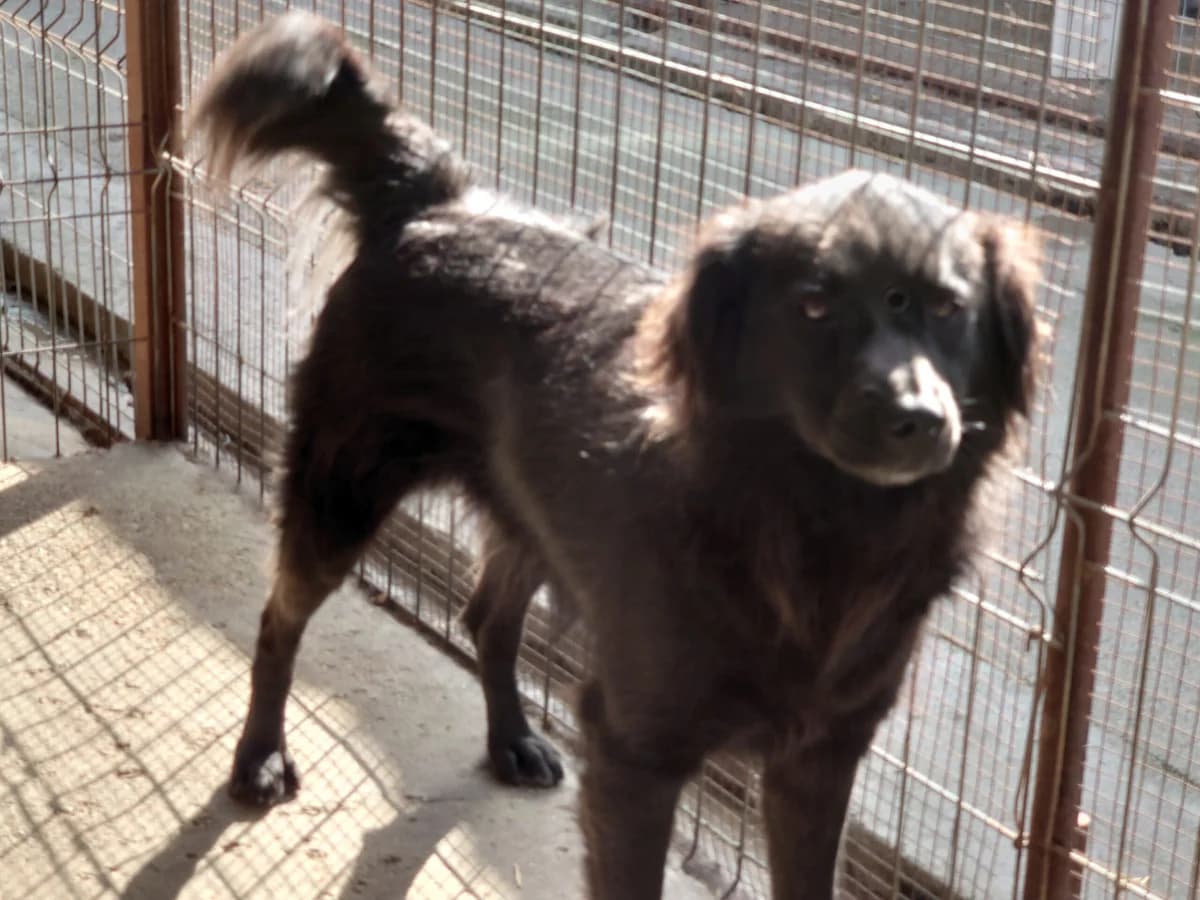 Henry * 2021, 5yo Mixed Breed for adoption at Strays United e.V.