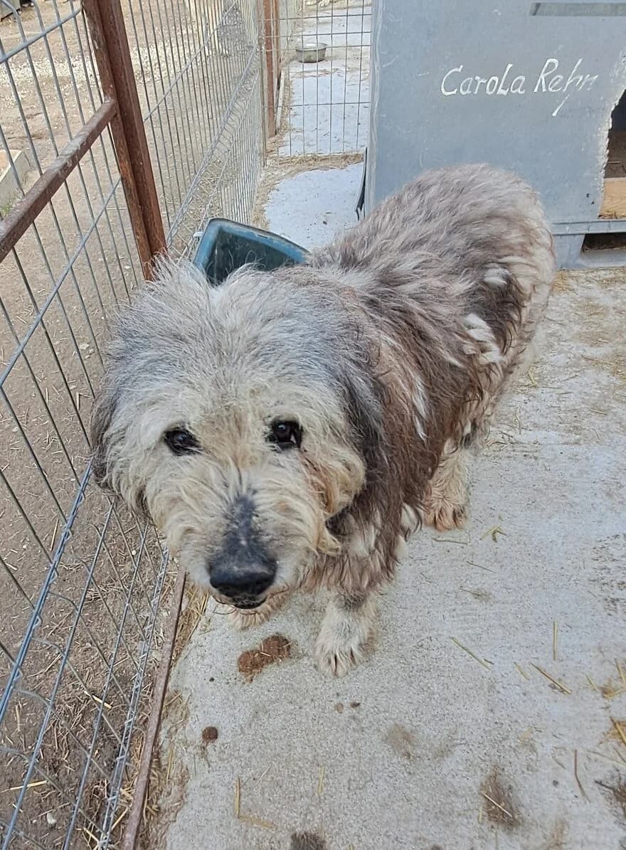 Winfried *ca. 2012, senior Mixed Breed for adoption at Strays United e.V.