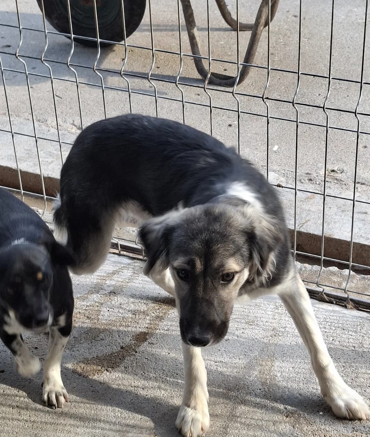 Nelly *ca. 11/2024, young Mixed Breed for adoption at Strays United e.V.