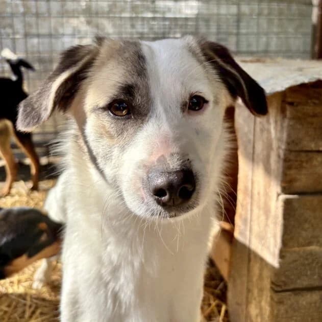 Star *01/2025, young Mixed Breed for adoption at Strays United e.V.