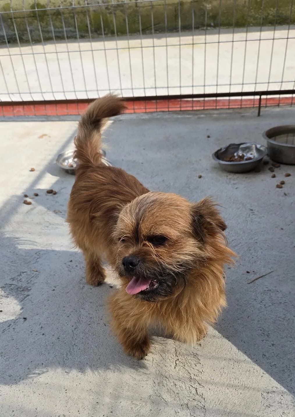 Mac *ca 09/2024, young Mixed Breed for adoption at Strays United e.V.