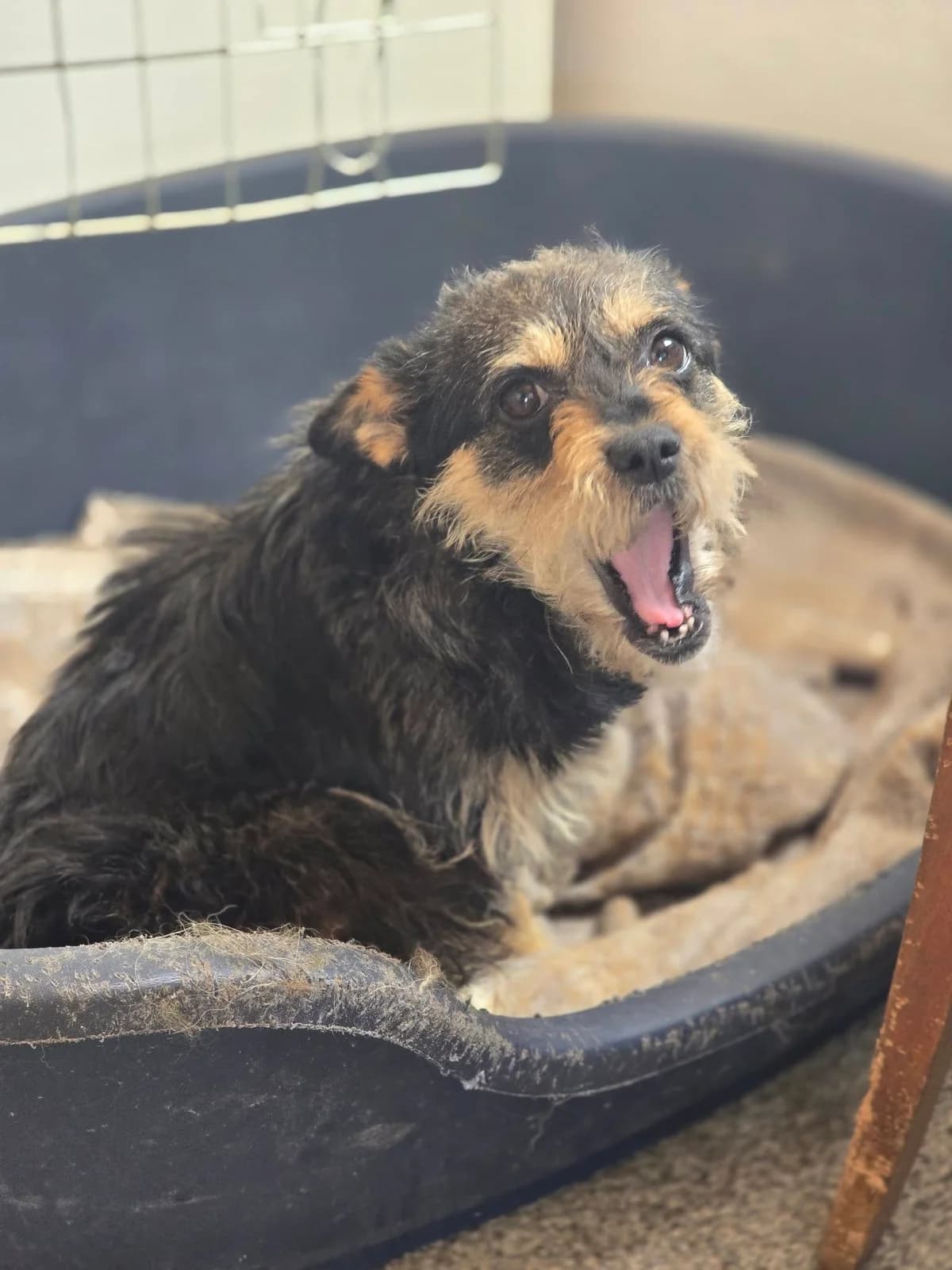 Katinka *ca. 2022, 4yo Mixed Breed for adoption at Strays United e.V.