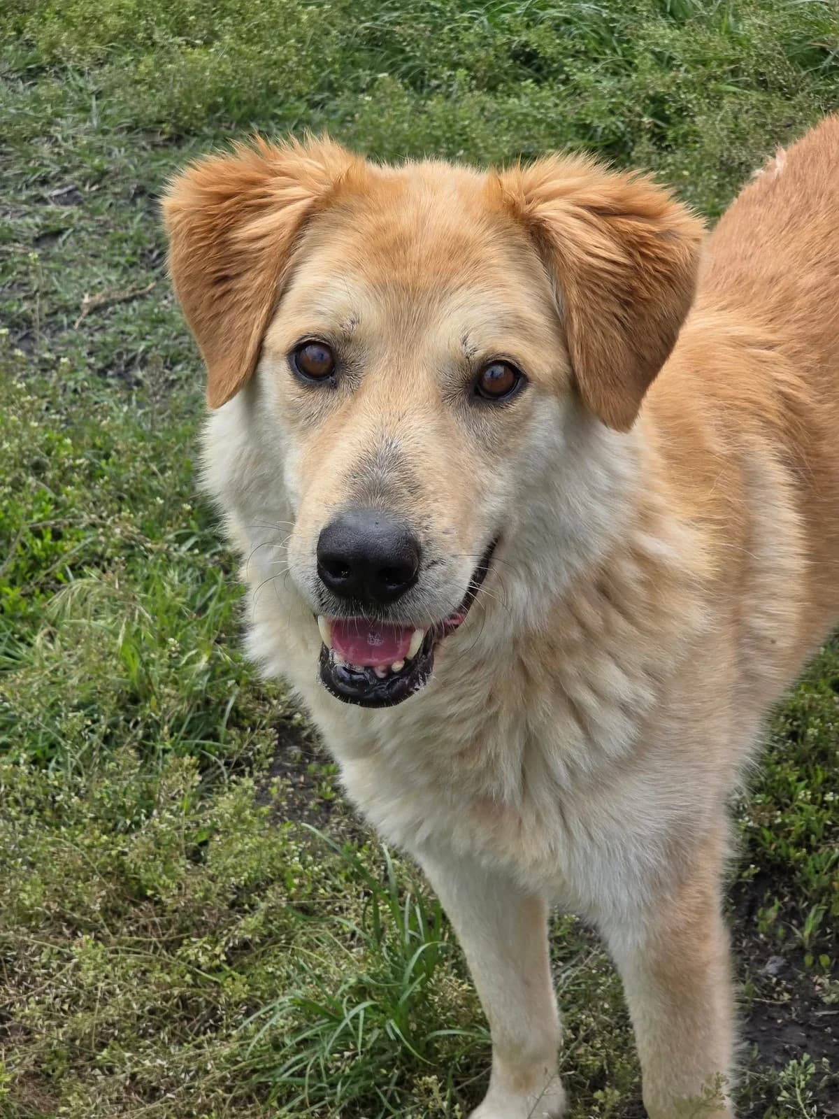 Mayo *ca. 2017, senior Mixed Breed for adoption at Strays United e.V.