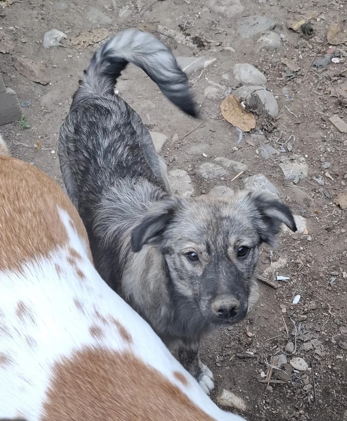 Mandy ca. 03/2025, young Mixed Breed for adoption at Strays United e.V.