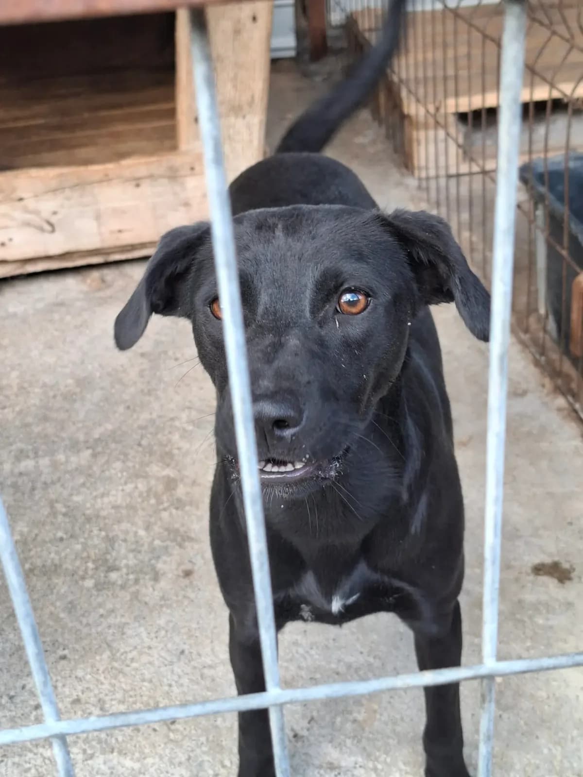 Amira 1 *ca. 01/2025, schwarz young Mixed Breed for adoption at Strays United e.V.